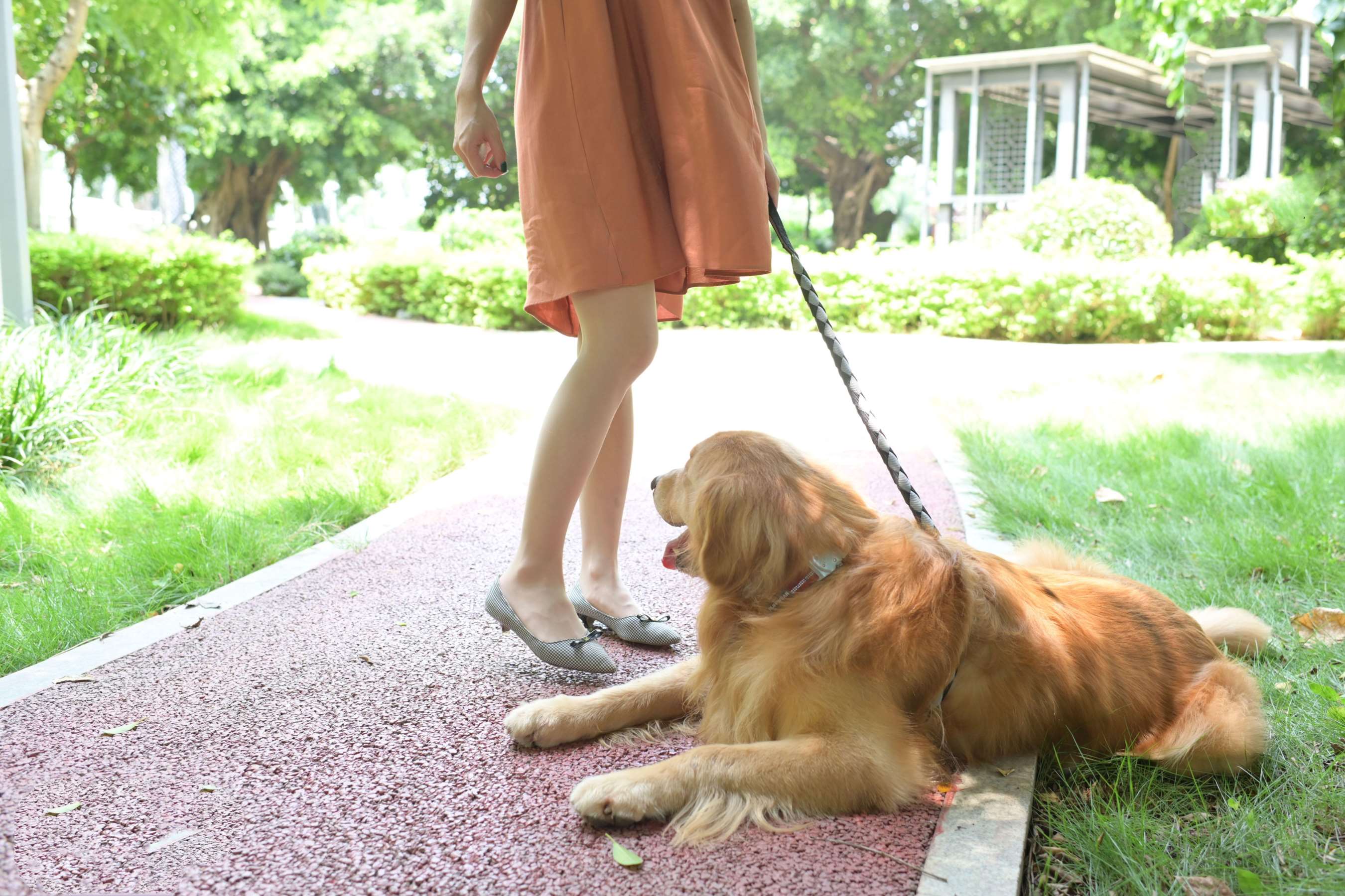 《小姐姐的宠物奇缘》作品图
