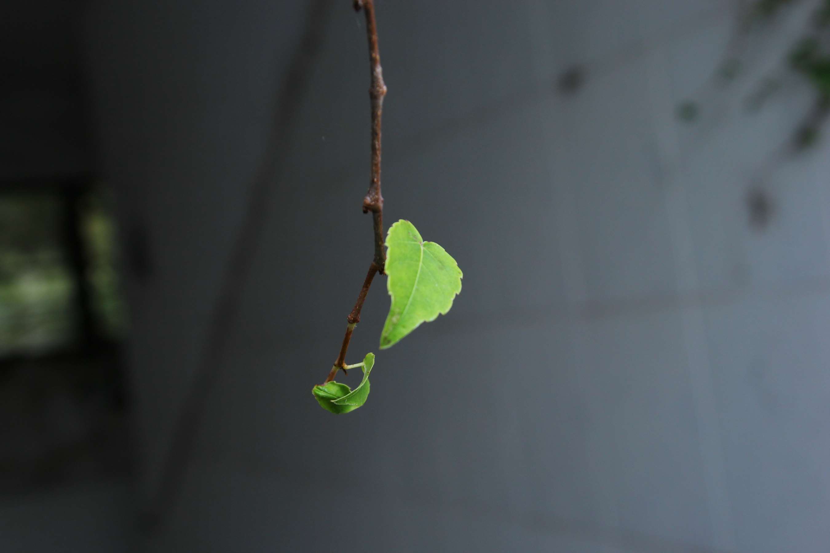 《吖妮在泳池边秀白嫩脚丫》作品图